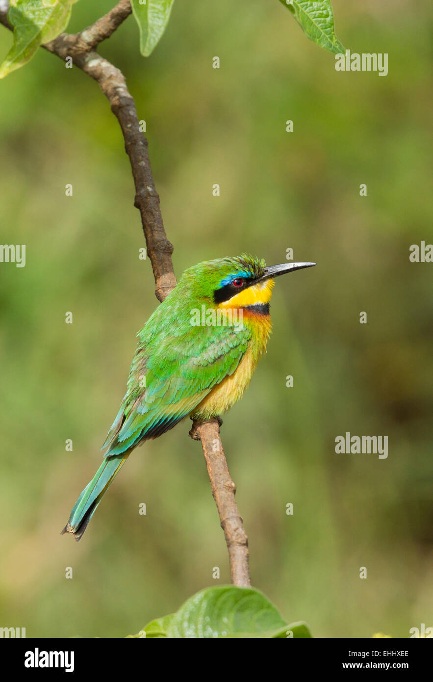 Peu Guêpier (Merops pusillus), Course de l'Afrique de l'est perché sur une branche Banque D'Images