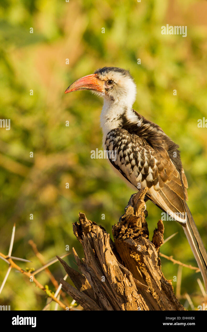 Le nord du calao à bec rouge (Tockus erythrorhynchus) Banque D'Images