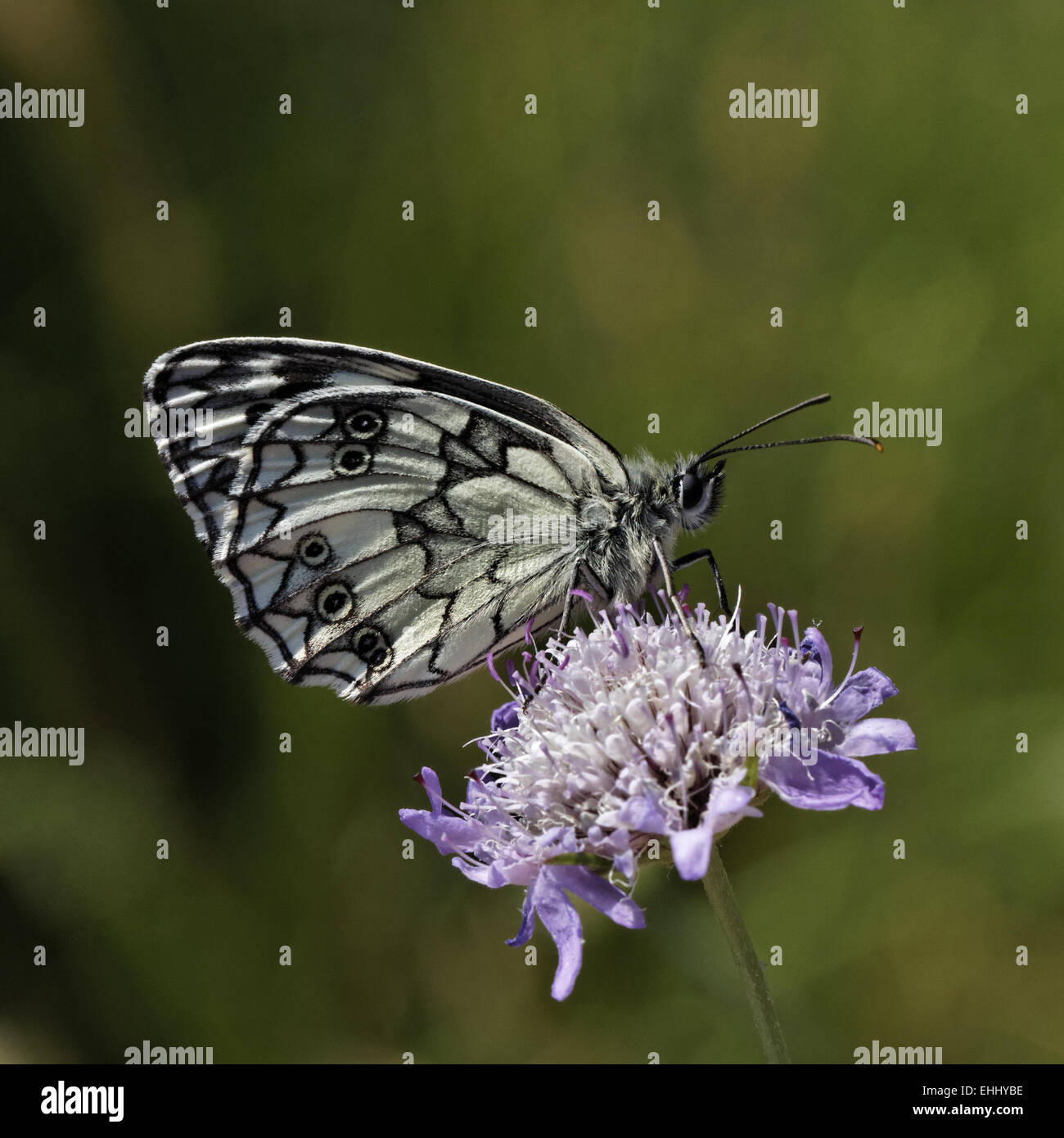 Melanargia galathea, marbré de papillon blanc Banque D'Images