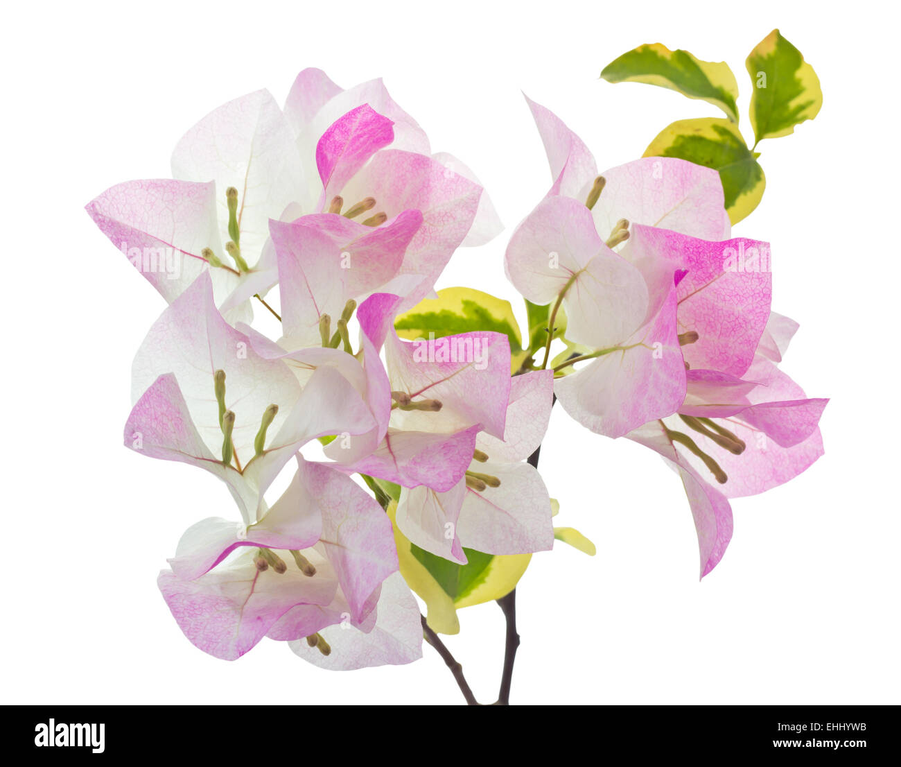 Bougainvilliers roses et blanches sur fond blanc clair Banque D'Images