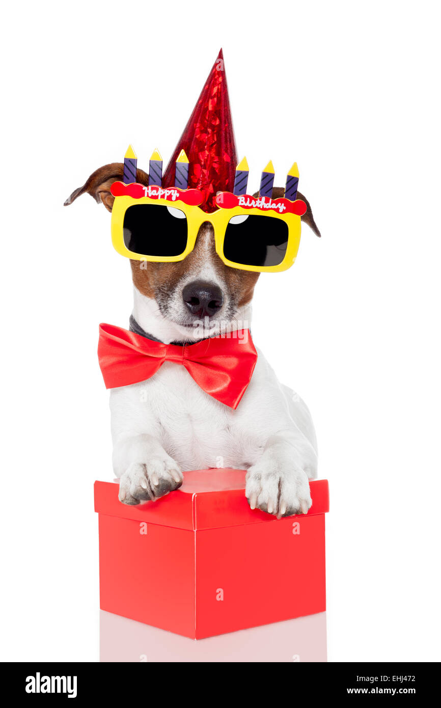 Chien D Anniversaire Photo Stock Alamy