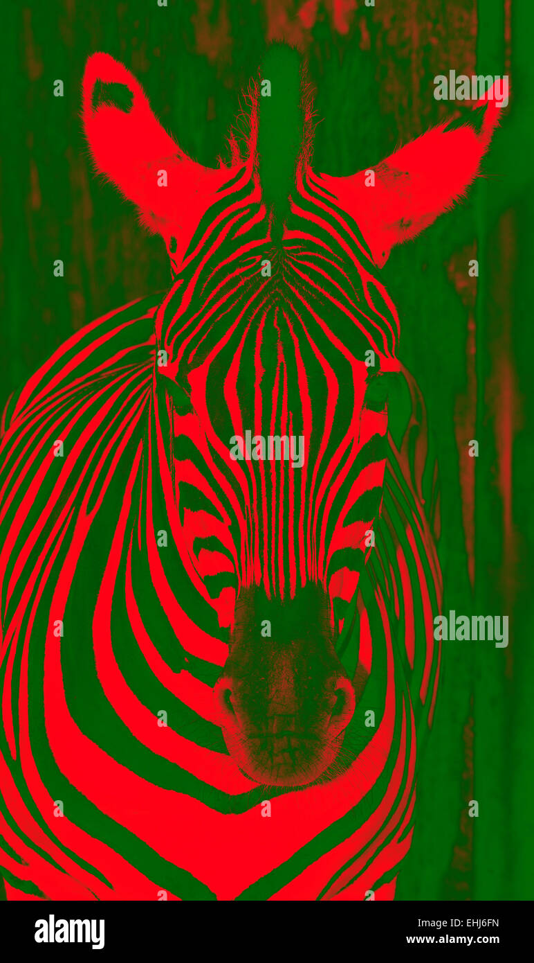 Zebra,rayures rouges et vertes, illustration Banque D'Images