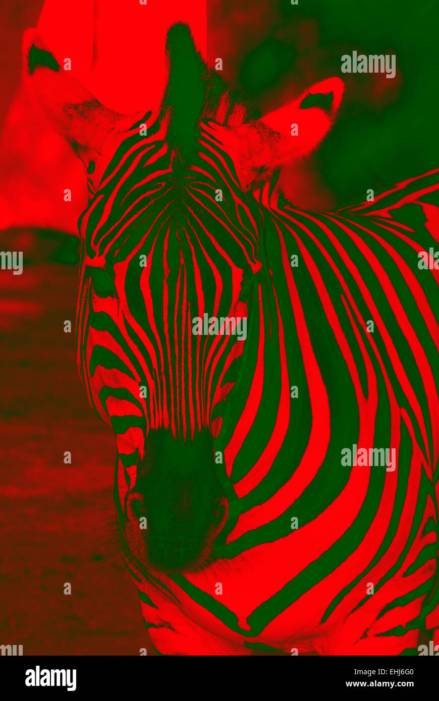 Zebra,rayures rouges et vertes, illustration Banque D'Images