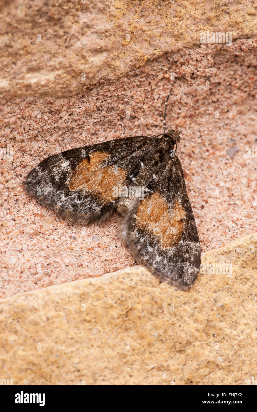 Mouchetée fauve Eupithecia icterata Pug papillon adulte sur mur de pierre Banque D'Images
