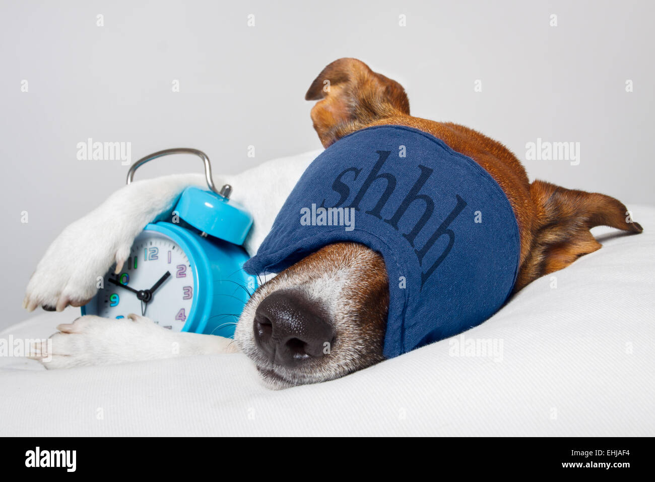 Couchage chien avec réveil et masque de sommeil Banque D'Images