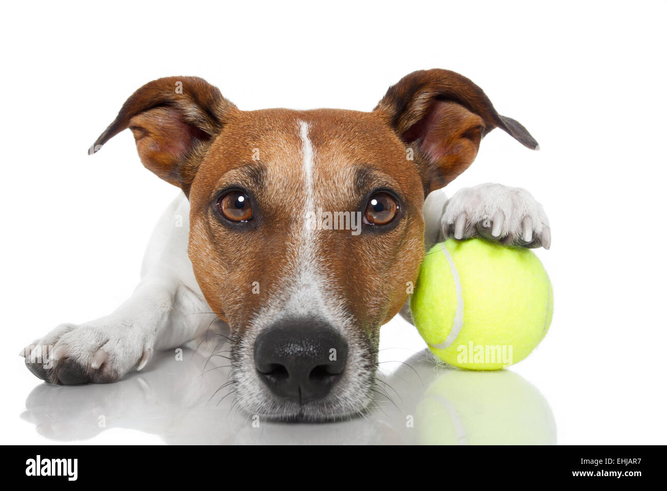 Chien avec balle de tennis Banque D'Images