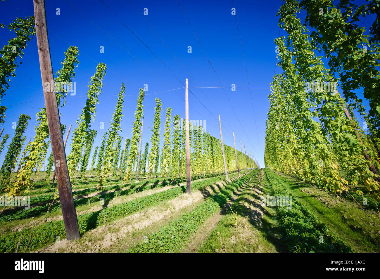 Champ de houblon en Haute Autriche Banque D'Images