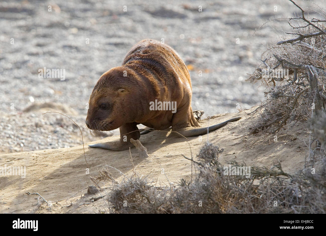 Lion de mer d'Amérique du Sud (Otaria flavescens) jouant sur la plage de Punta Norte, Peninsula Valdes, Patagonie, Argentine Banque D'Images