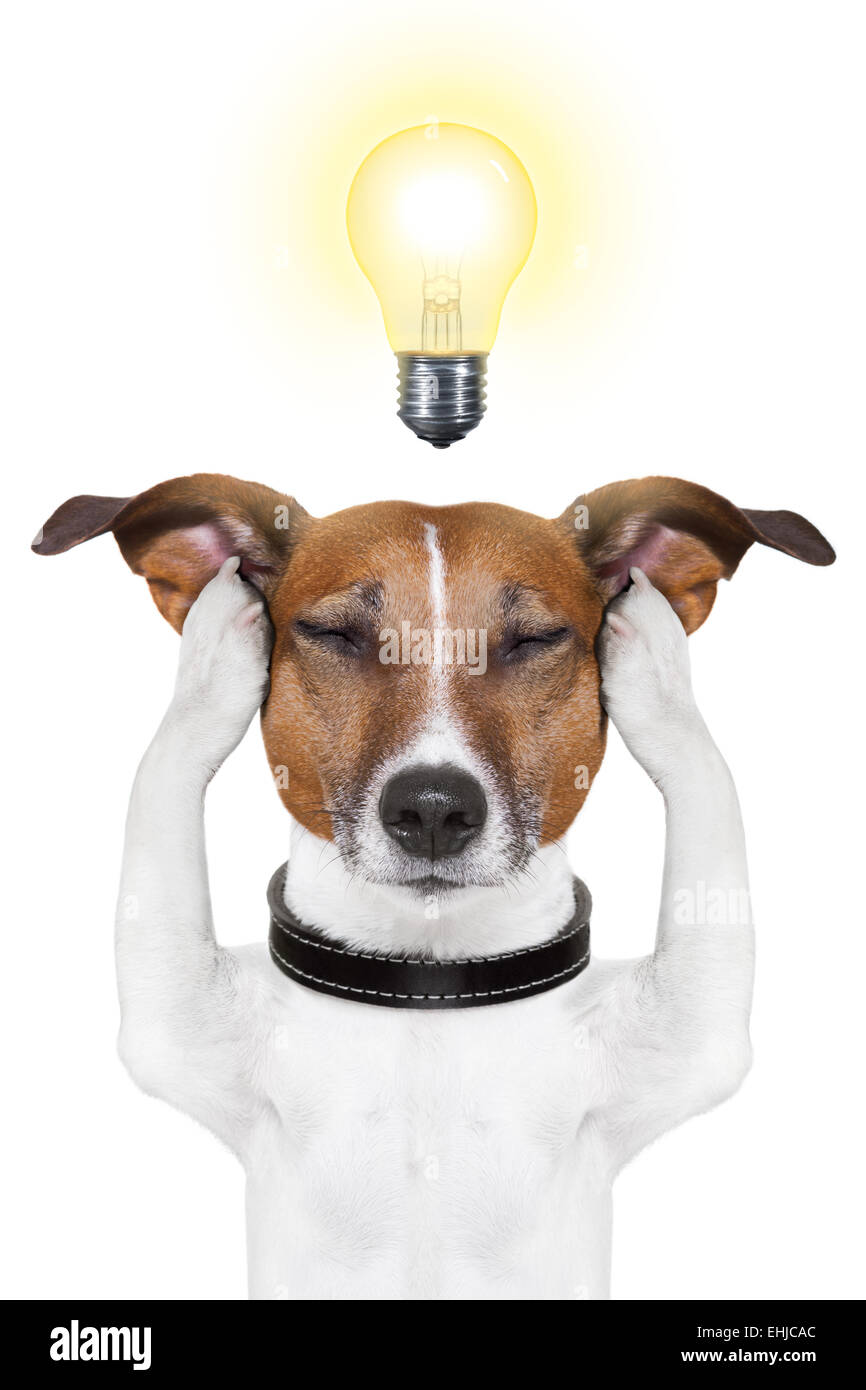 Chien intelligent Smart Banque D'Images