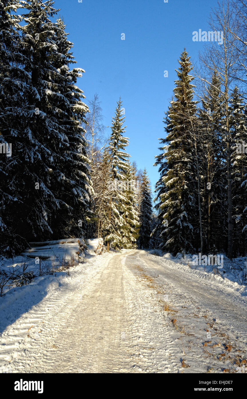 Chemin rural en hiver forêt . Banque D'Images