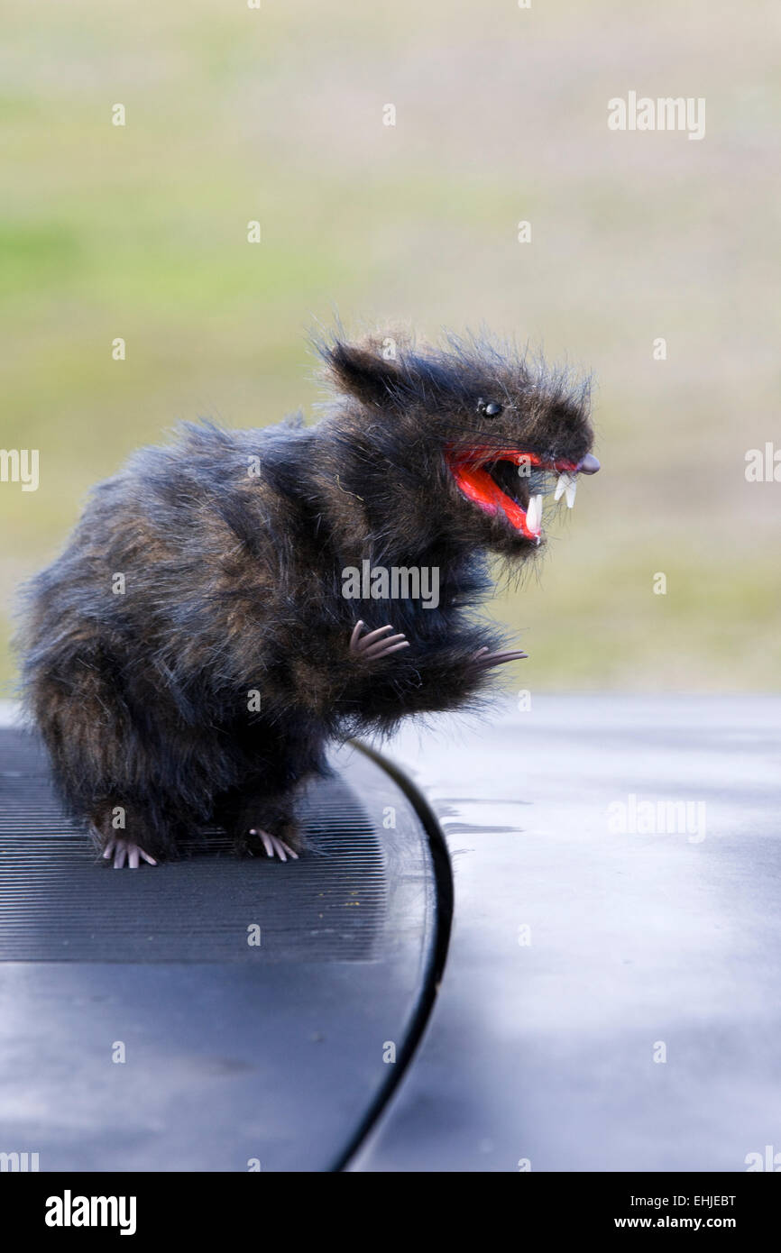 Rat jouet assis sur un bonnet d'une Volkswagen Véhicule de rat Banque D'Images