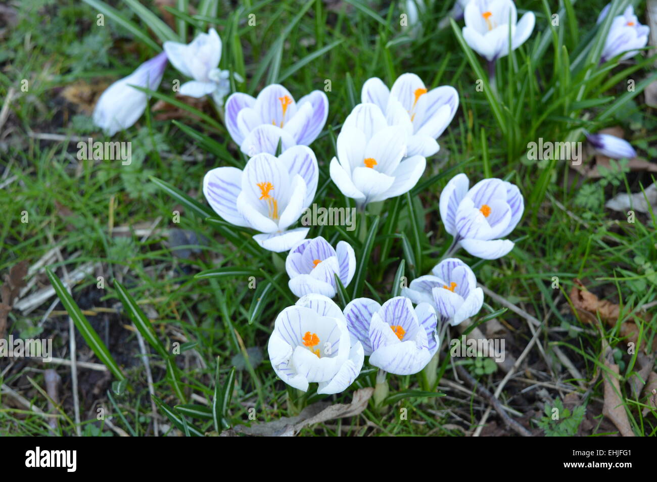 Un groupe de très belles fleurs de printemps blanc entre les herbes. Banque D'Images Un groupe de très belles fleurs de printemps blanc entre les herbes. Banque D'Images