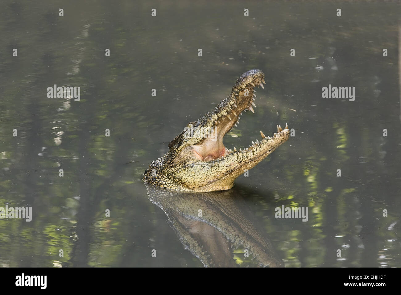 Crocodile siamois,(Crocodylus siamensis), Banque D'Images