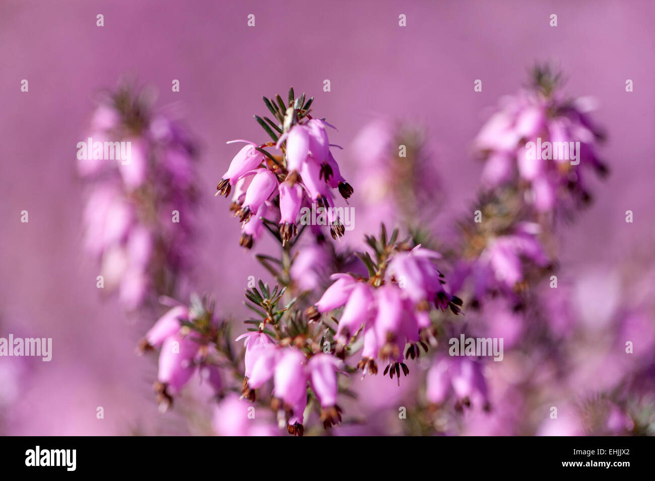 Erica herbacée 'Pirbright Rose' cloche d'hiver chiné Banque D'Images