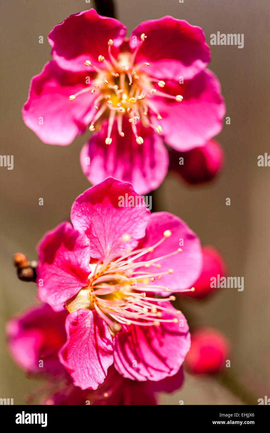 Prunus mume Beni Chidori Prunus Beni Chidori prune chinoise Or Fleur de printemps d'abricot japonais gros plan sur la fleur Banque D'Images