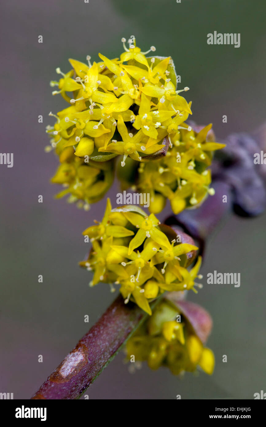 Cornus mas, Cornaline Cerise, fleurs jaunes, Close up, de la floraison à la fin de l'hiver ou au début du printemps Banque D'Images