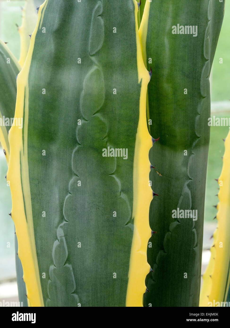 Motif de feuilles de Gros plan sur Agave americana Variegata siècle plante succulente Banque D'Images