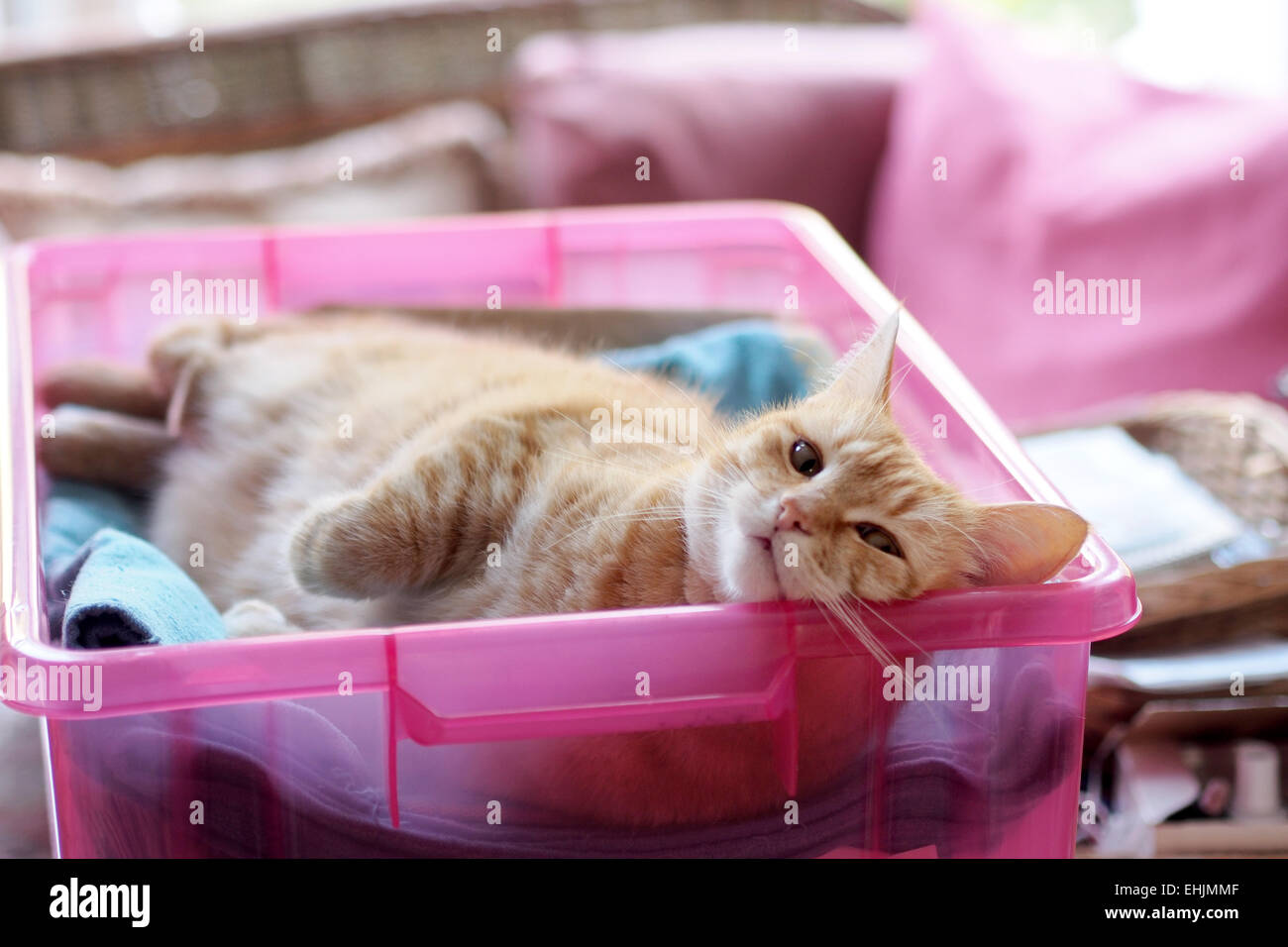 Heureux le gingembre cat apprécie sa sieste dans une boîte Banque D'Images