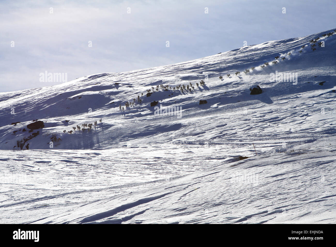 Troupeau de rennes en Norvège Banque D'Images