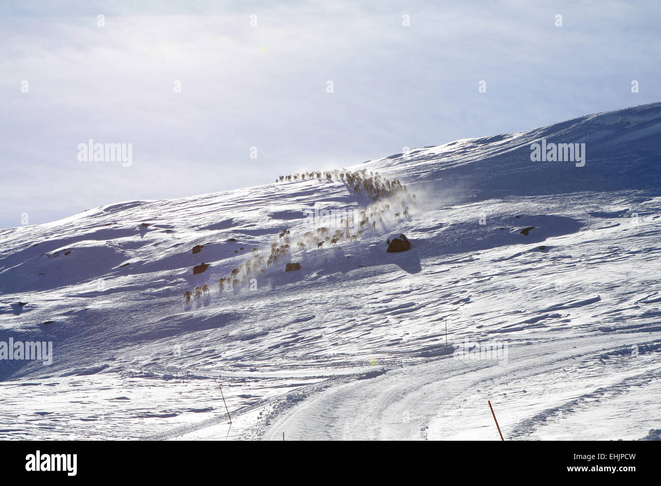 Troupeau de rennes en Norvège Banque D'Images