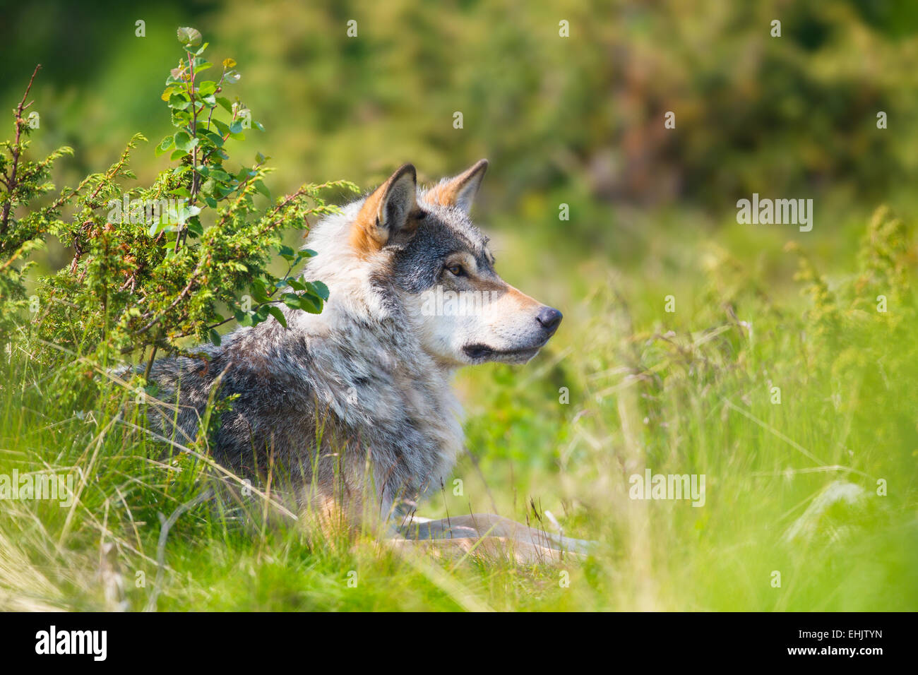 Close up d'un loup dans la forêt de l'été norvégien. Banque D'Images