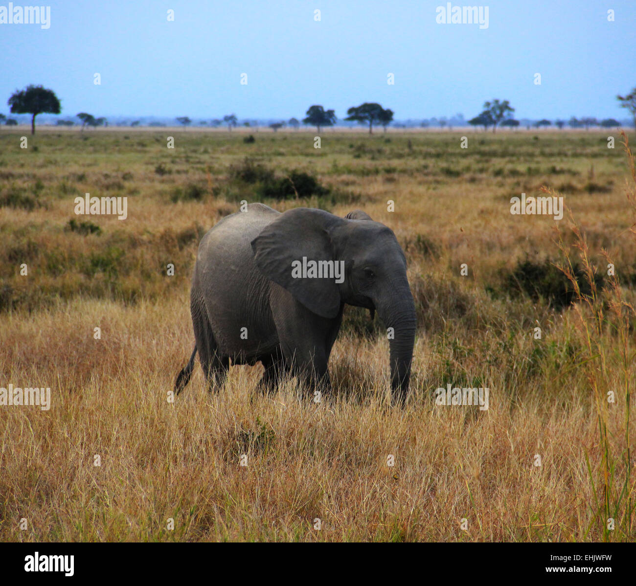 Alors que l'éléphant en Tanzanie à un safari dans le Parc National de Mikumi, Tanzanie, Afrique du Sud Banque D'Images