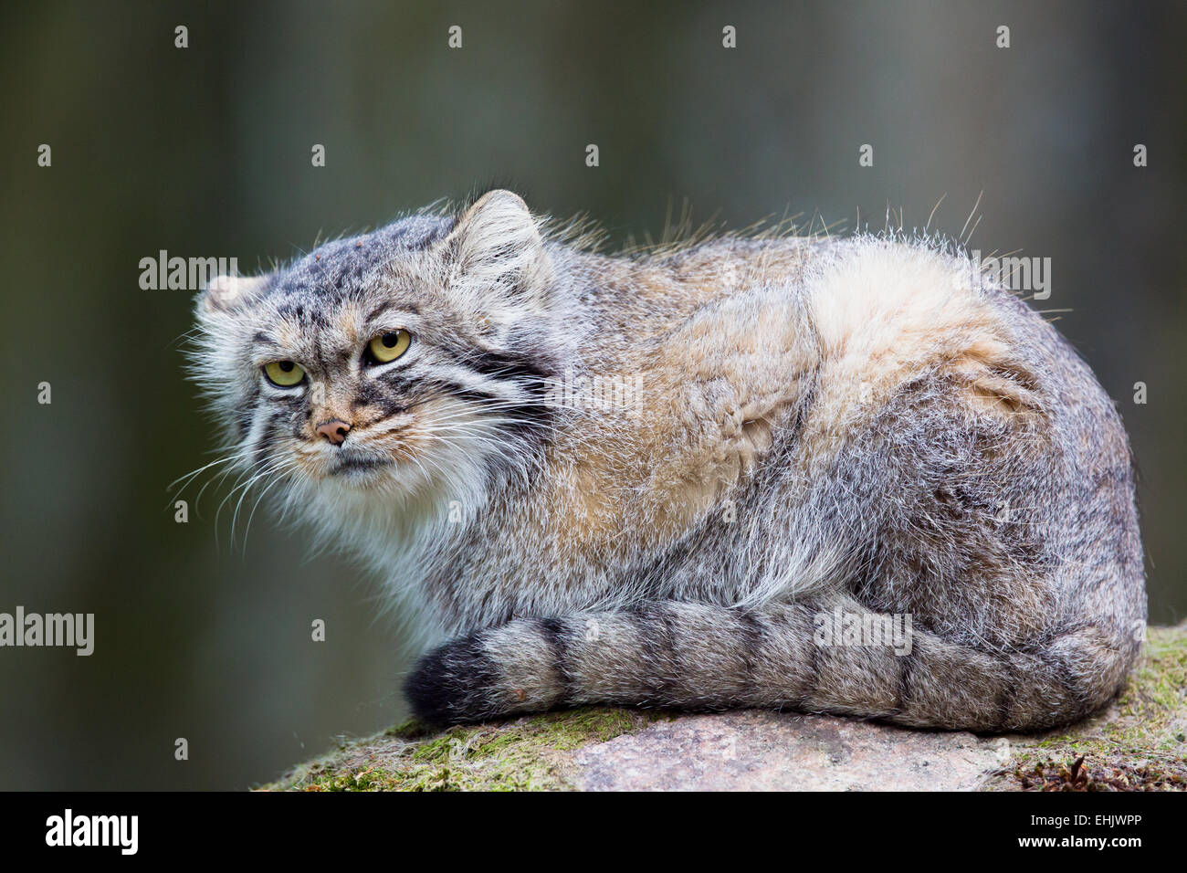 Le chat de Pallas, ou MANUL, vit dans le froid et de steppes arides d'Asie centrale. L'hiver la température peut descendre jusqu'à 50 degrés au-dessous de zer Banque D'Images