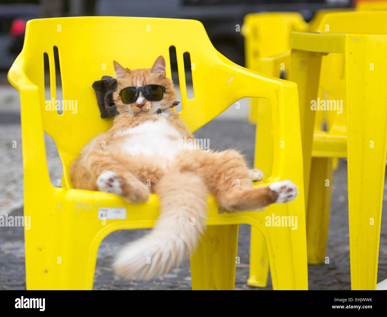 Rio De Janeiro Bresil 14th Mar 15 Un Chat Avec Des Lunettes De Soleil Beneficie De L Dans Une Chaise Pres De La Plage De Sao Conrado A Rio De Janeiro Bresil Le