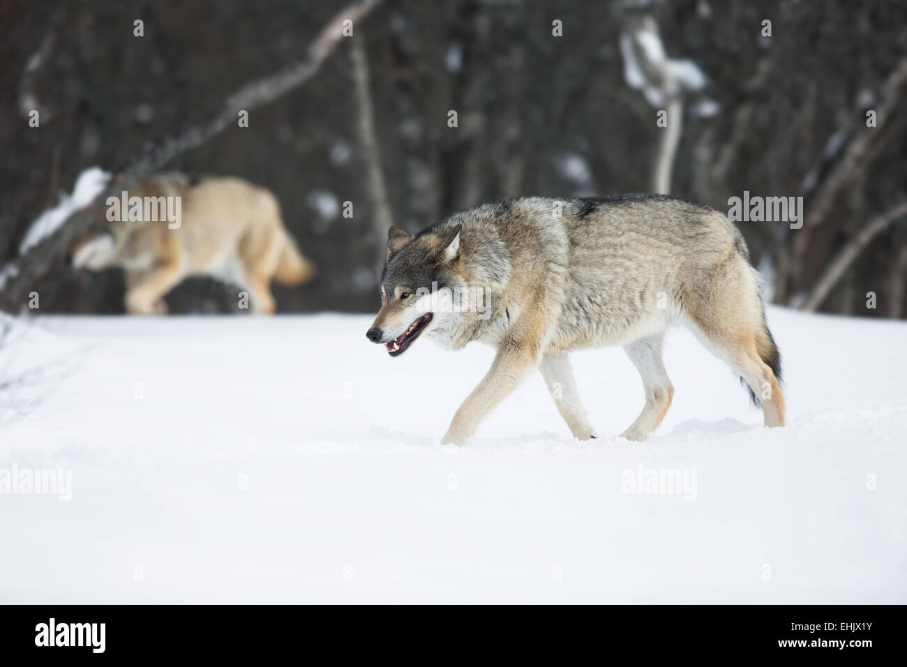 Loup dans une forêt d'hiver norvégien. Banque D'Images