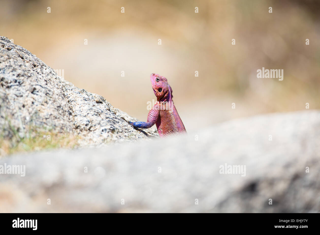 Gecko rose et bleu dans le Serengeti, Tanzanie, Afrique. Banque D'Images