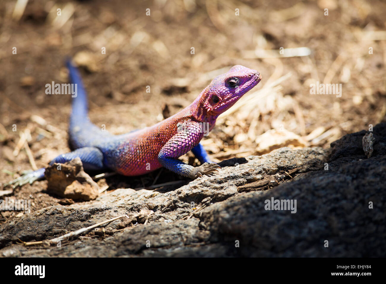 Rose rouge et bleu gecko dans le Serengeti, Tanzanie, Afrique. Banque D'Images