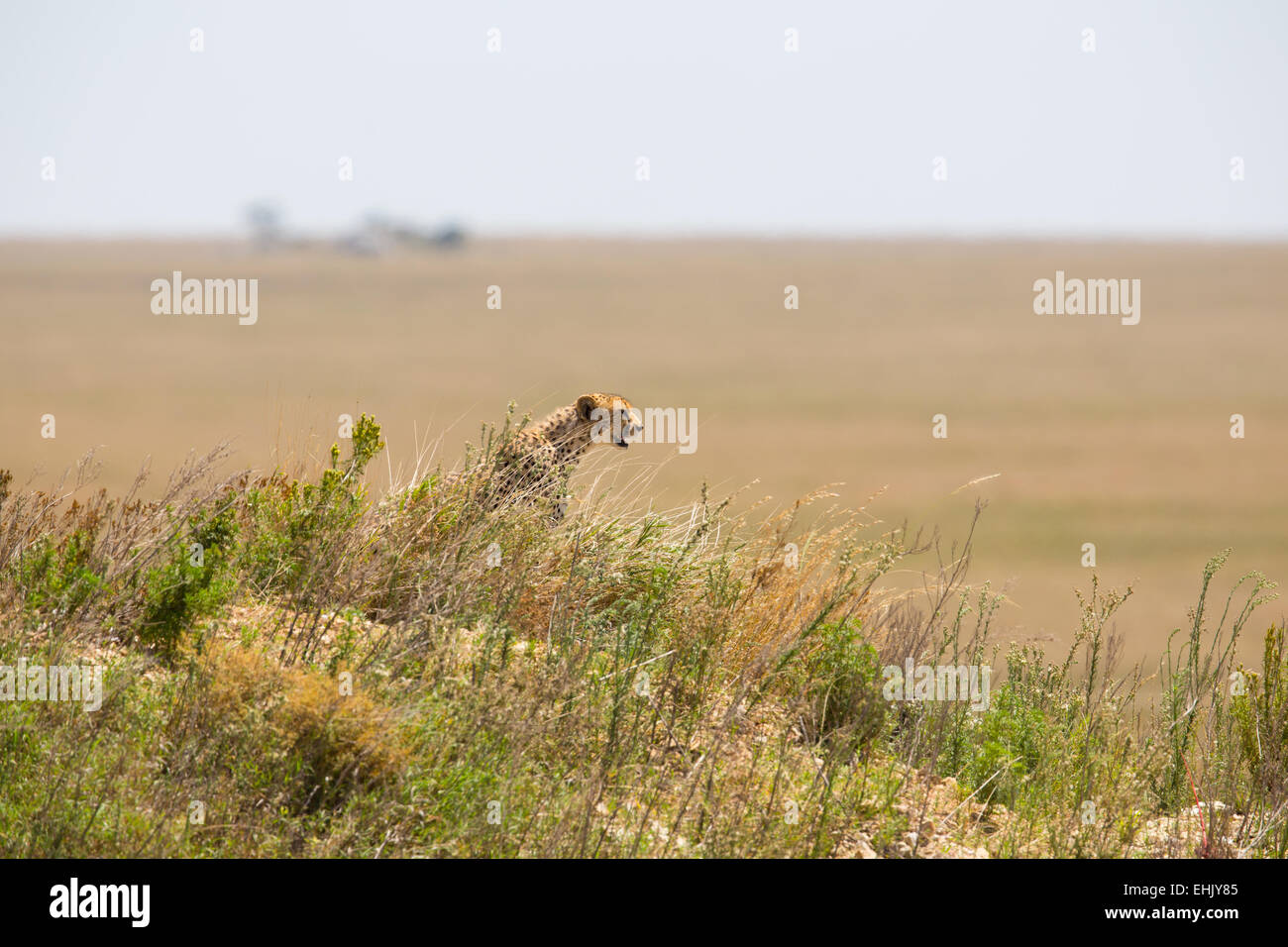 Cheetah cherche des proies ou des ennemis, le Serengeti en Tanzanie, Afrique. Banque D'Images