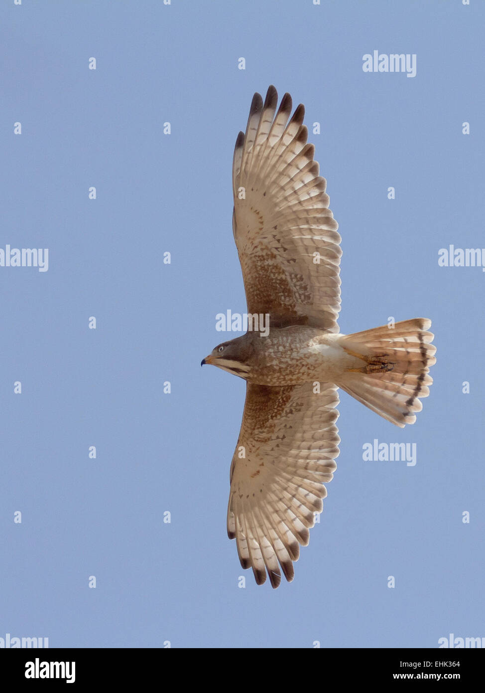 White-eyed Butastur teesa (Buzzard) Banque D'Images