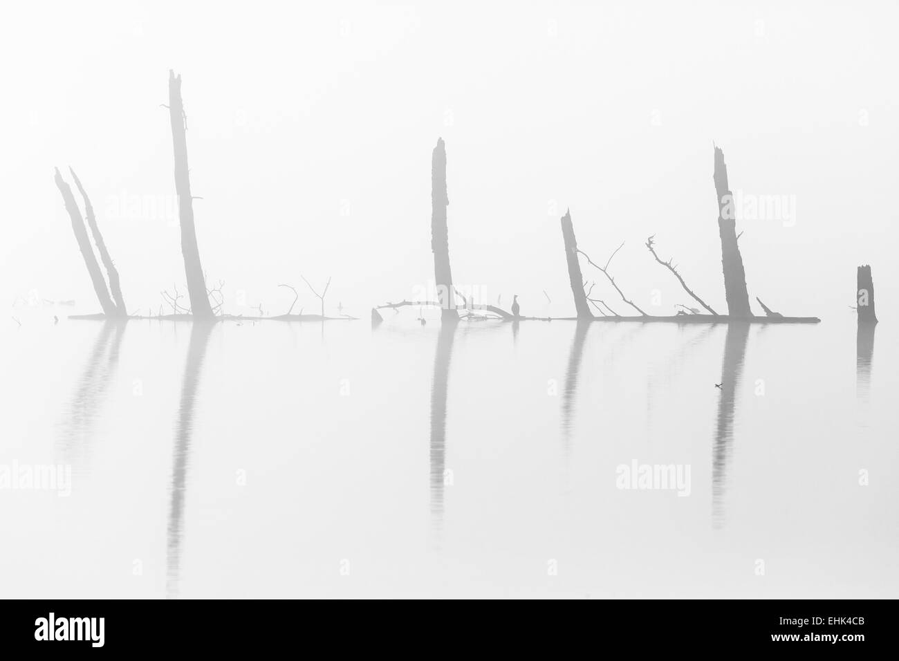 Les troncs d'arbre silhouette dans l'eau dans le brouillard Banque D'Images