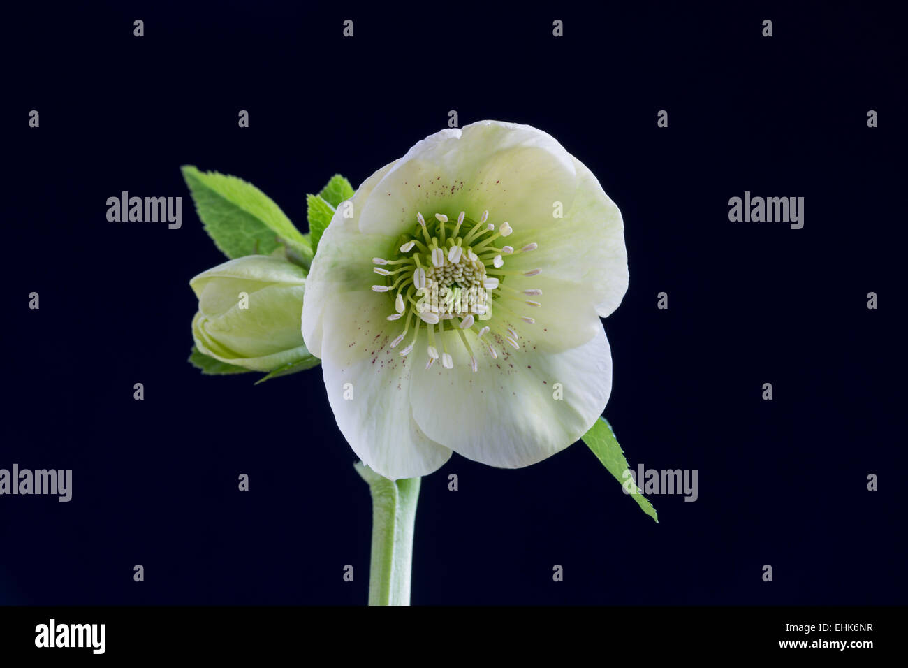 Hellebore Orientalis fleur et bud avec un fond noir Banque D'Images