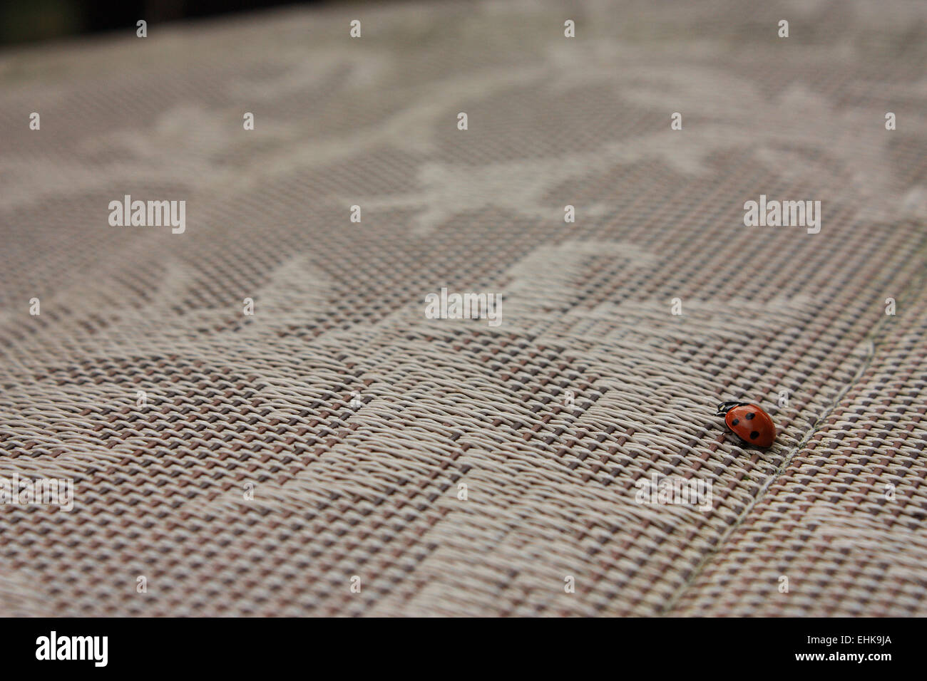 Une coccinelle en rampant le long d'une surface tissée d'une chaise de jardin. Banque D'Images