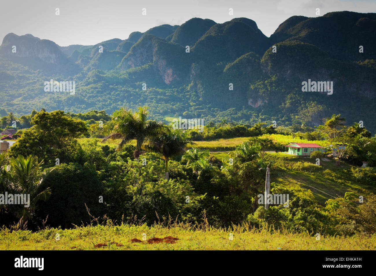 Le paysage verdoyant de la Vallée de Vinales, province de Pinar del Rio, Cuba Banque D'Images