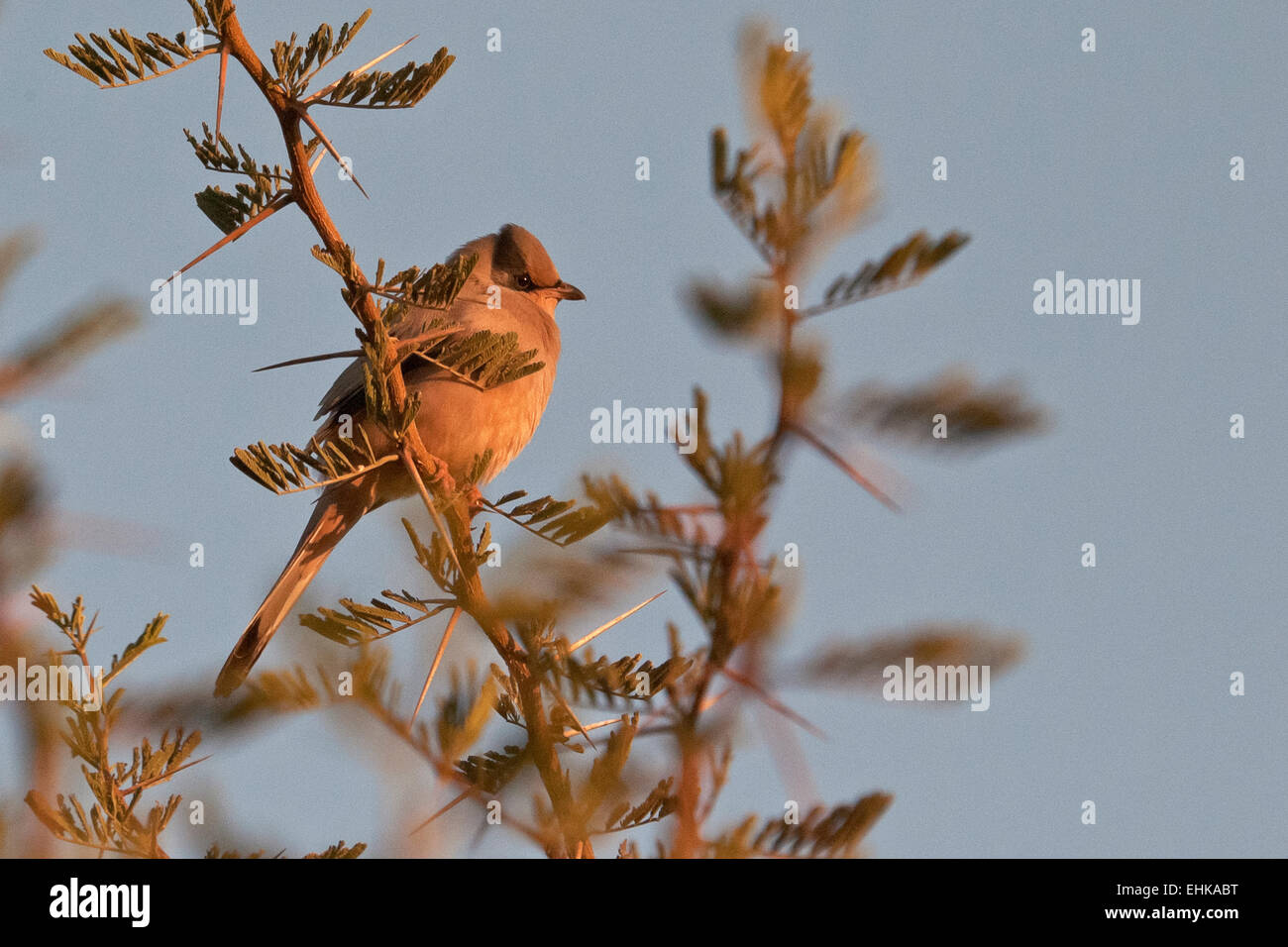 Hypocolius gris (Hypocolius ampelinus) mâle à une plus grande Rann de Kutch, Gujarat, Inde Banque D'Images