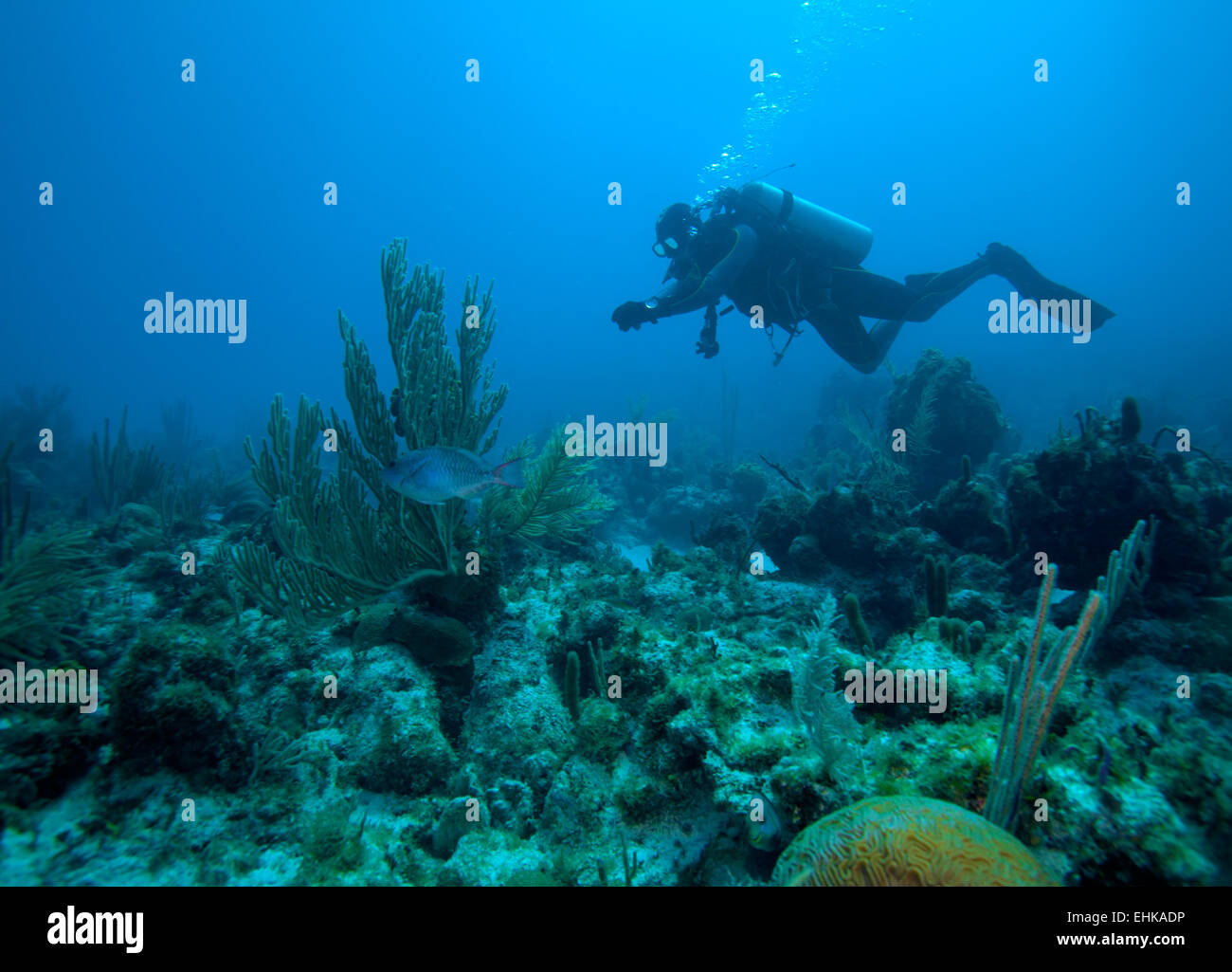 Près de plongeur coraux, Cuba Banque D'Images