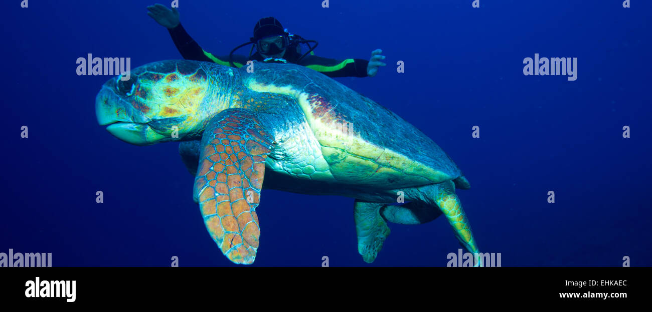 Vieille grosse tortue verte et plongeur, Cuba Banque D'Images