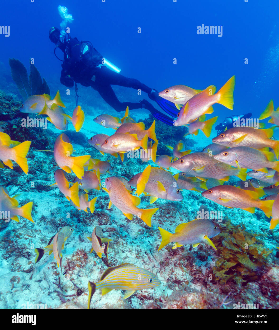 School of snappers, Cayo Largo, Cuba Banque D'Images