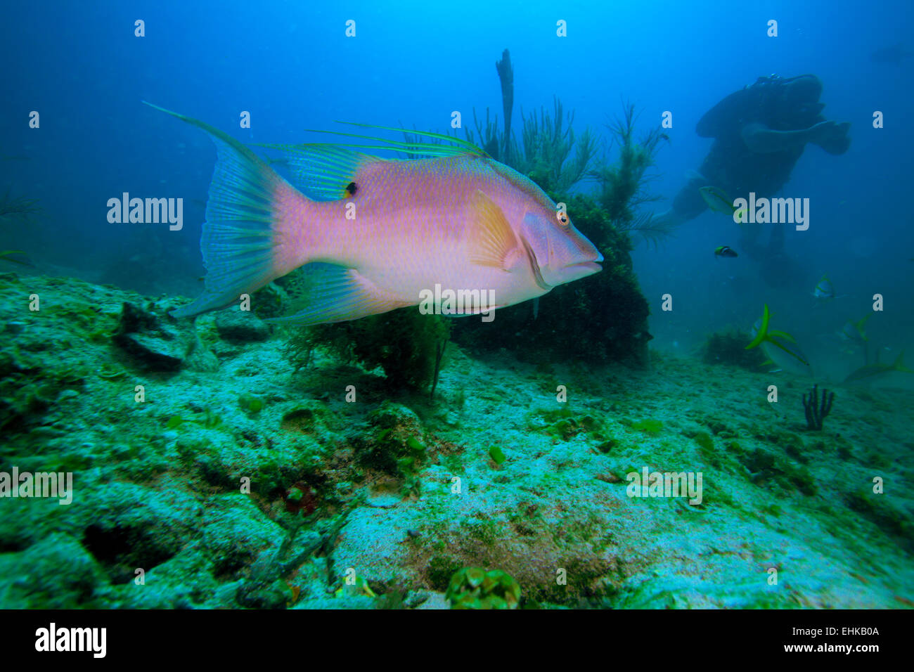 Gros poisson rose et plongeur, Cayo Largo, Cuba Banque D'Images