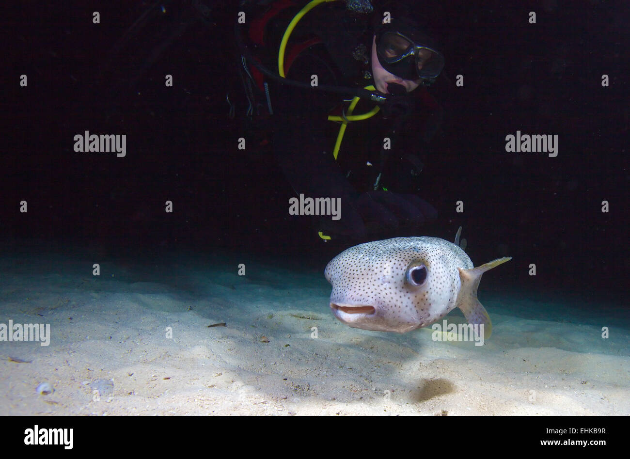 Plongeur avec le poisson-globe au cours de plongée de nuit, Cuba Banque D'Images