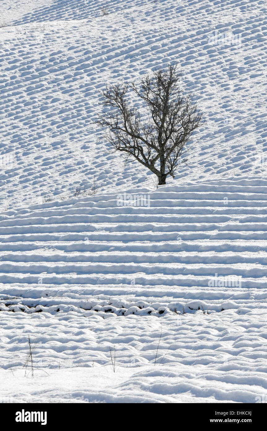 Lonely tree dans un champ de lavande dans la neige Banque D'Images