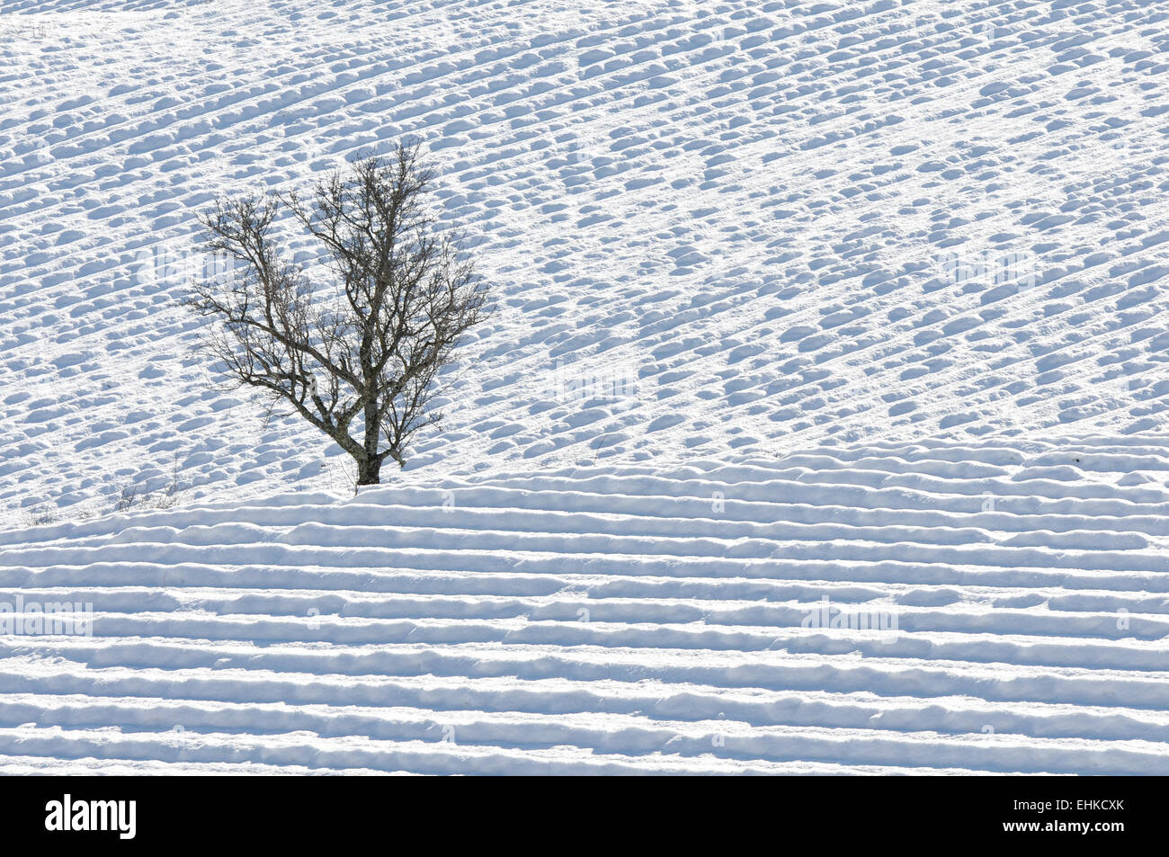 Lonely tree dans un champ de lavande dans la neige Banque D'Images