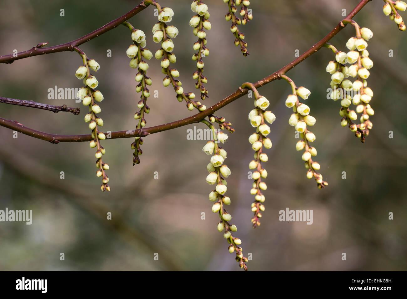 Racèmes pendantes de l'arbuste à fleurs au début du printemps, Stachyurus praecox Banque D'Images