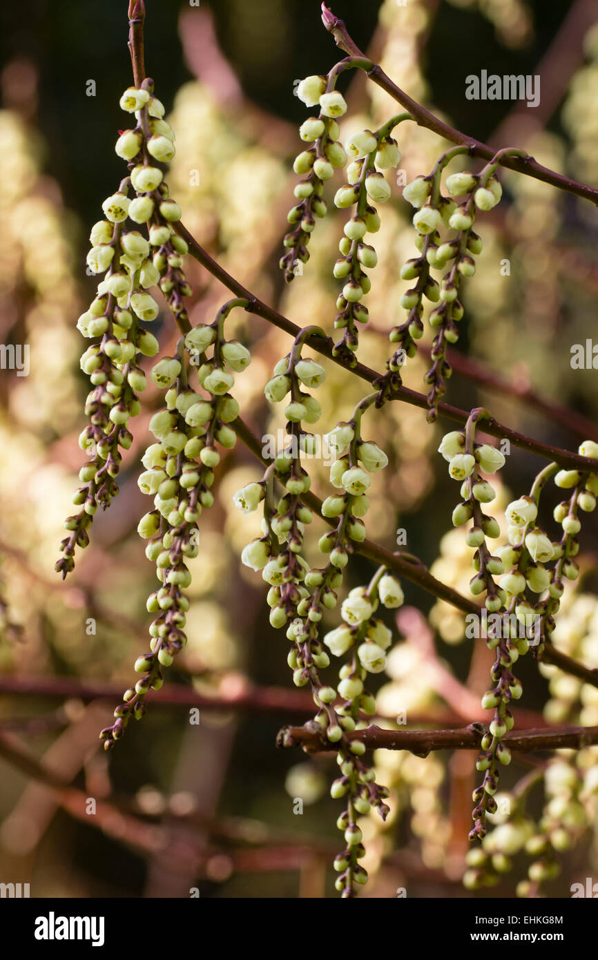 Racèmes pendantes de l'arbuste à fleurs au début du printemps, Stachyurus praecox Banque D'Images