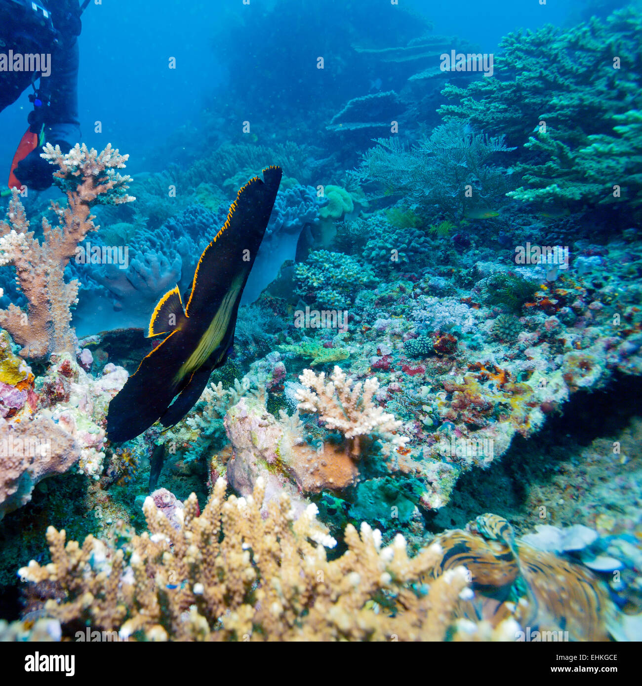 Paysage sous-marin avec des poissons chauve-souris près de récifs coralliens tropicaux, Bali, Indonésie Banque D'Images