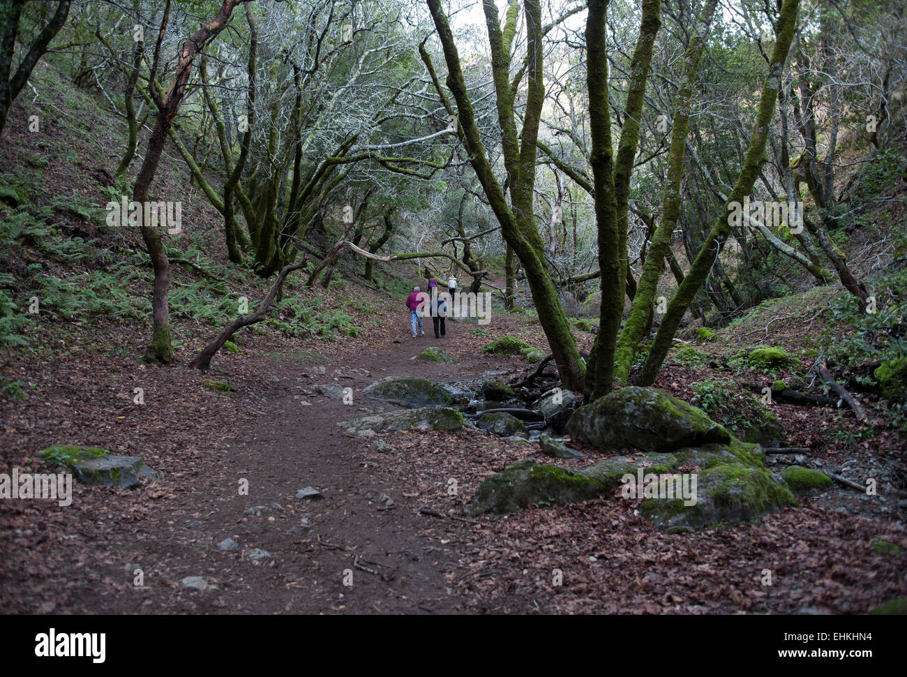 Les gens, la marche, la randonnée pédestre sentier, Arroyo de San Jose, chute d'Arroyo de San Jose, cascade, Novato, comté de Marin, en Californie Banque D'Images