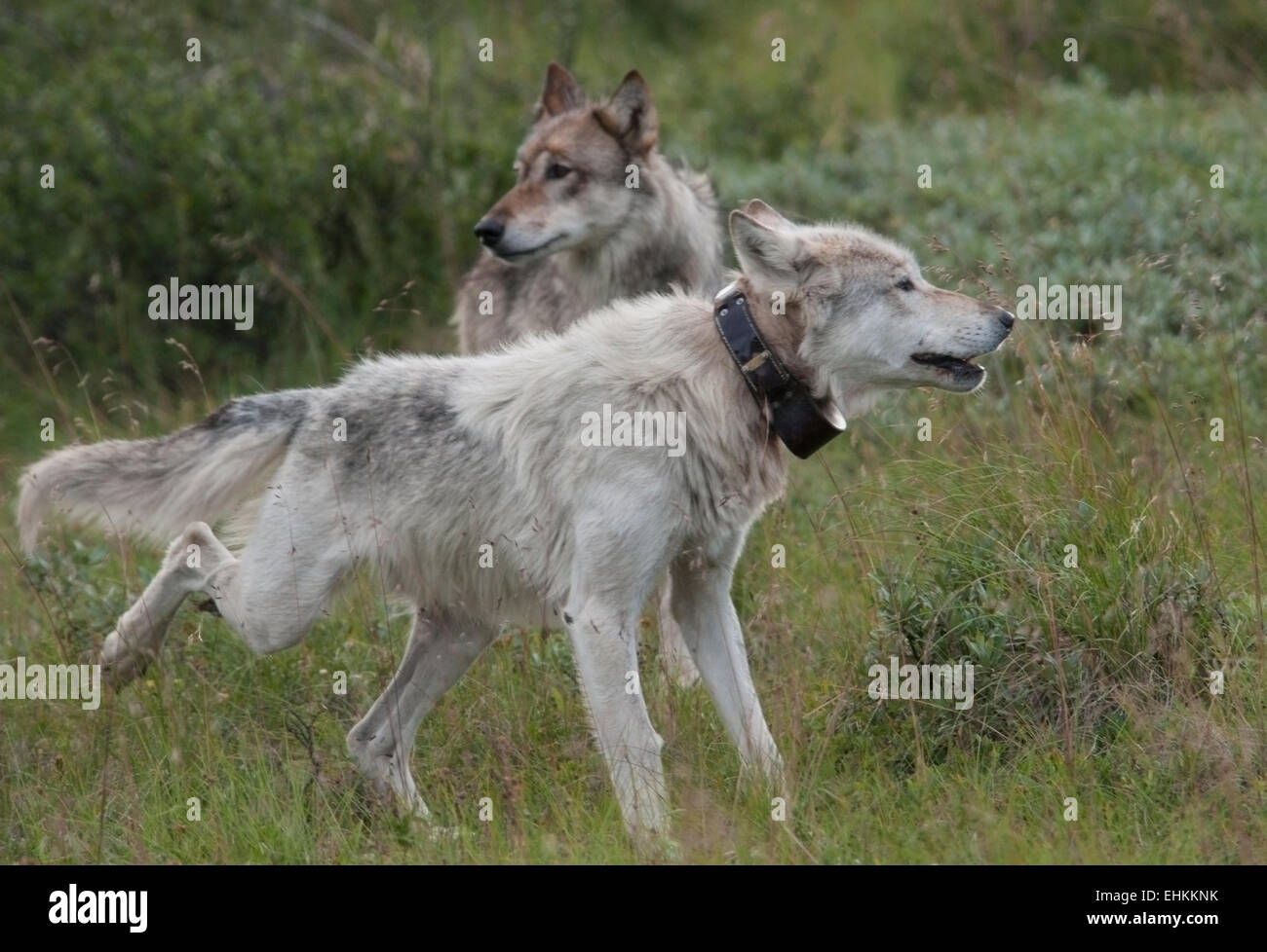 Loup gris (Canis lupus), femelle alpha blanc avec collier émetteur, et partenaire sur une expédition de chasse dans le parc national Denali, hélas Banque D'Images